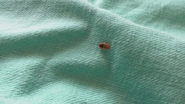 Bed bug crawling on bed linen — Stock Video