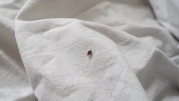 punaise de lit rampant sur le linge de lit