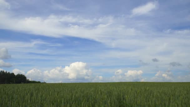 Białe chmury na polu. Czas ucieka. — Wideo stockowe