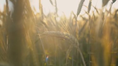 Gün batımında buğday başına altın dikenleri