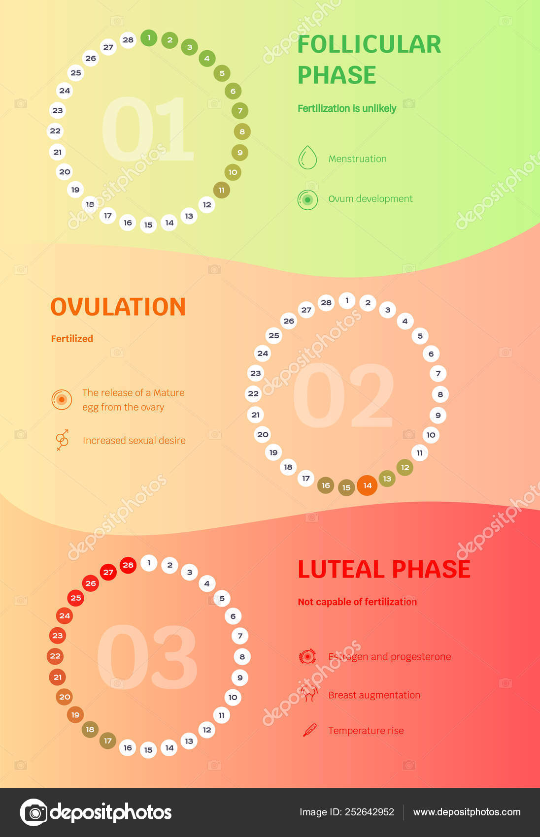 Luteal Phase Chart