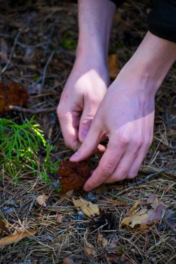 Mantar morels ormanda