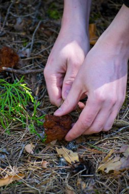 Mantar morels ormanda