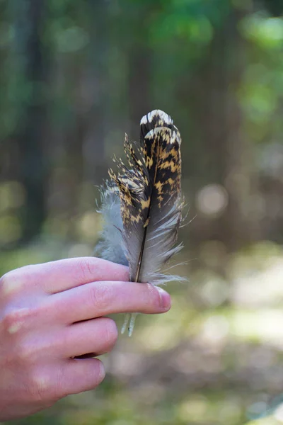 Mão Segurando Asa Pena Pássaro Fundo Bokeh — Fotografia de Stock