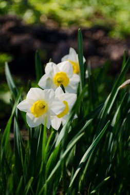 Bahçede çiçek açan nergis.