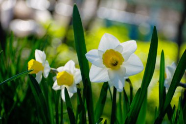 Bahçede çiçek açan nergis.