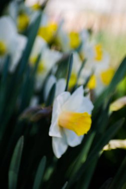 Bahçede çiçek açan nergis.