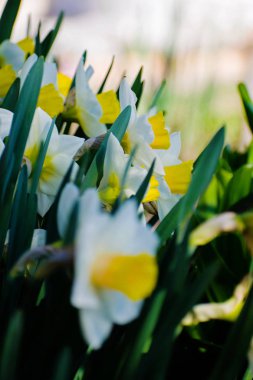 Bahçede çiçek açan nergis.
