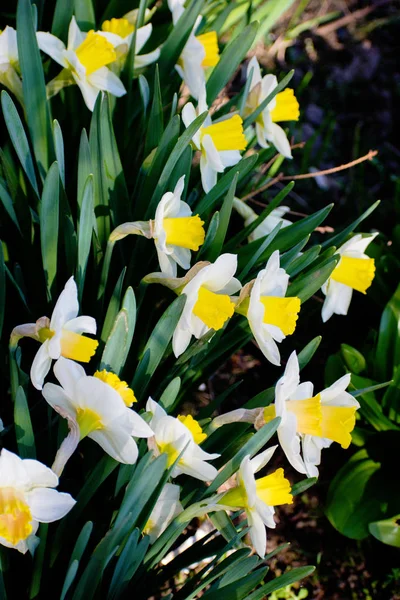 Blommande Påskliljor Trädgården — Stockfoto