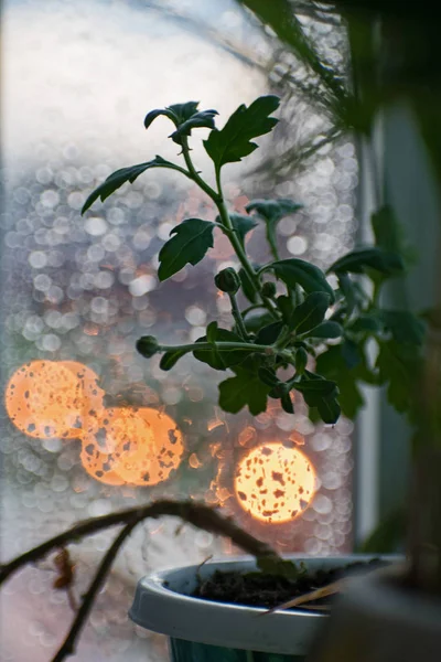 Капли Дождя Окно Абстрактными Огнями Водостоки Балконе — стоковое фото