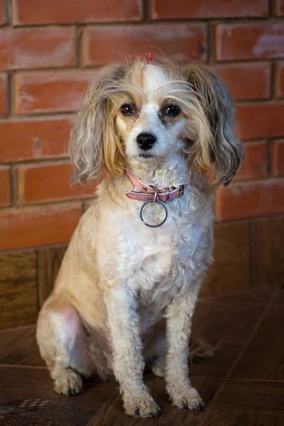 Bellissimo Cane Cinese Crested Piuma Cinese Pedigree Cane — Foto Stock