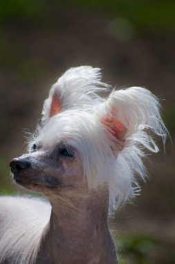 Çince Tepeli Köpek kel köpek güzel Çin tepeli.