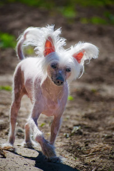 The Chinese Crested dog, beautiful chinese crested bald dog.