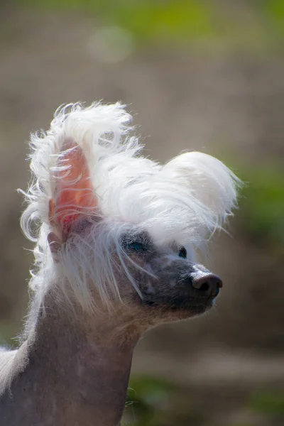 The Chinese Crested dog, beautiful chinese crested bald dog.