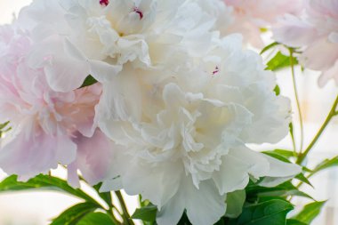 Beyaz ve pembe peonies yakın çekim zarif buket.