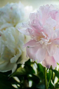 Beyaz ve pembe peonies yakın çekim zarif buket.