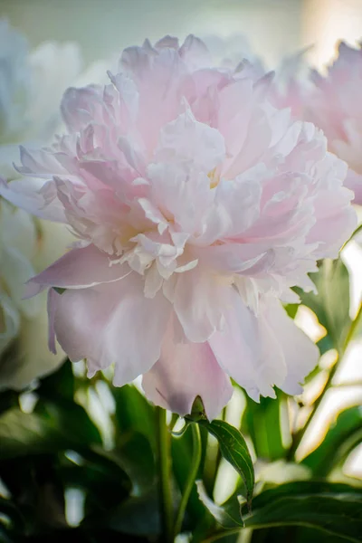 Elegante Buquê Peônias Brancas Rosa Close — Fotografia de Stock