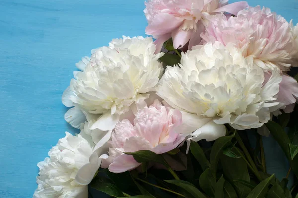 Elegant Bouquet White Pink Peonies Blue Background — Stock Photo, Image