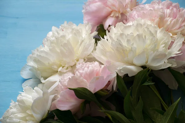 Elegant Bouquet White Pink Peonies Blue Background — Stock Photo, Image