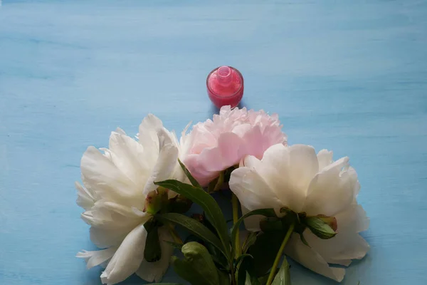 Тонкие Белые Розовые Пионы Лак Ногтей — стоковое фото