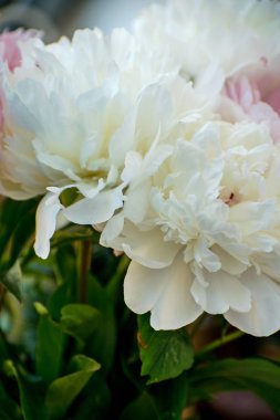 Beyaz ve pembe peonies yakın çekim zarif buket.