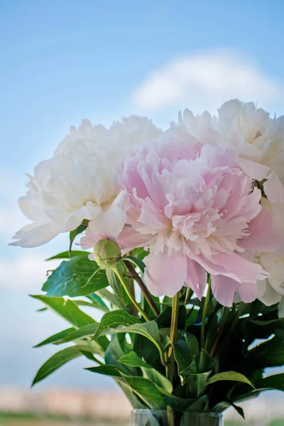 Elegant Bouquet White Pink Peonies Close — Stock Photo, Image