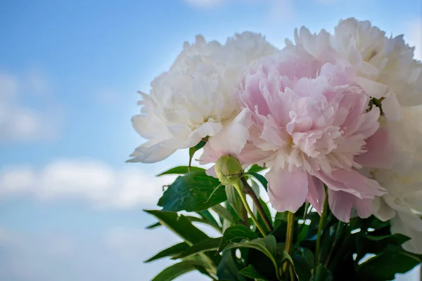 Elegante Buquê Peônias Brancas Rosa Close — Fotografia de Stock