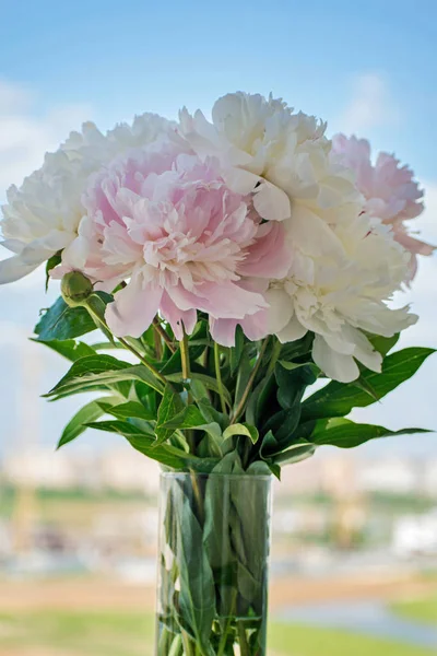 Elegant Bouquet White Pink Peonies Close — Stock Photo, Image