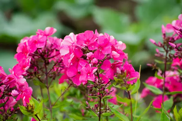 Lindas Flores Flores Flox Rosa Brilhante Jardim — Fotografia de Stock