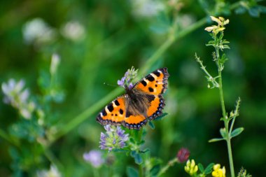 Güzel kelebek Hives nektar toplar. Nymphalis Urticae.