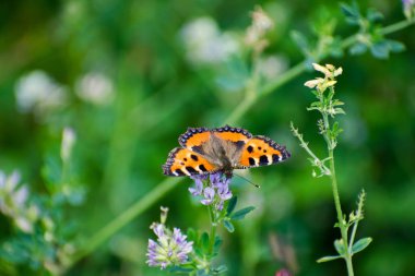 Güzel kelebek Hives nektar toplar. Nymphalis Urticae.