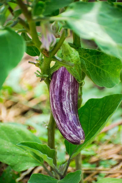 Berenjena Púrpura Madura Creciendo Invernadero — Foto de Stock