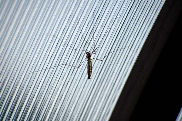 Large flying insect. Large male mosquito. Daddy-longlegs.