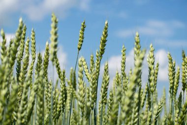 Buğday panorama yaz günde, güzel kırsal kırsal flied. Yeşil buğday alanı.