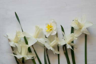 Parlak beyaz nergis çiçekleri beyaz boyalı ahşap kurullarında.