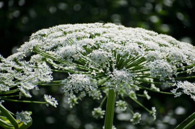 İnek-çipura veya toksik hogweed bitki. Heracleum.