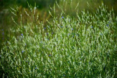 Kır çiçekleri çiçek çiçek, bir alan, yatay yaz