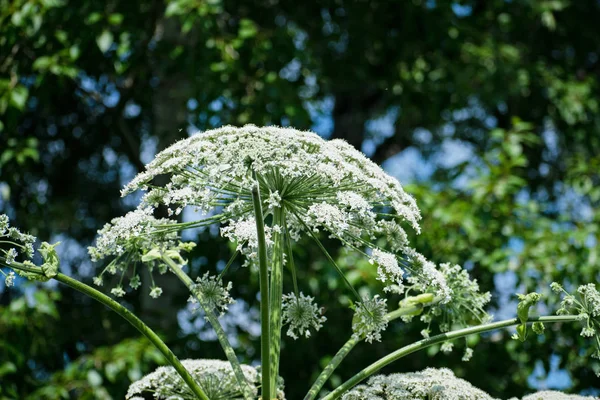 Cow Bream Planta Maleza Tóxica Heracleum —  Fotos de Stock