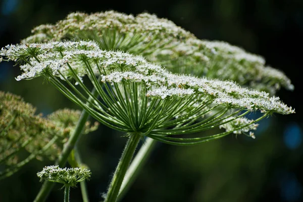 Cow Bream Toxic Hogweed Plant Heracleum Stock Image