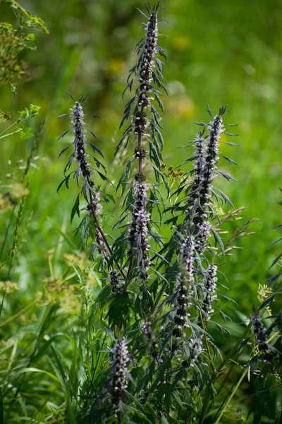 Leonurus Motherwort として知られている 多年生の草本植物 薬用植物 — ストック写真