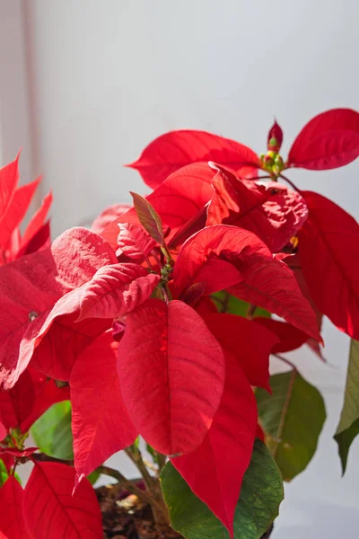 Virágok Piros Mikulásvirág Vagy Ablakpárkányon Karácsonyi Csillag — Stock Fotó