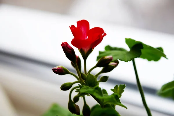 Hermosos Geranios Rojos Florecen Ventana —  Fotos de Stock