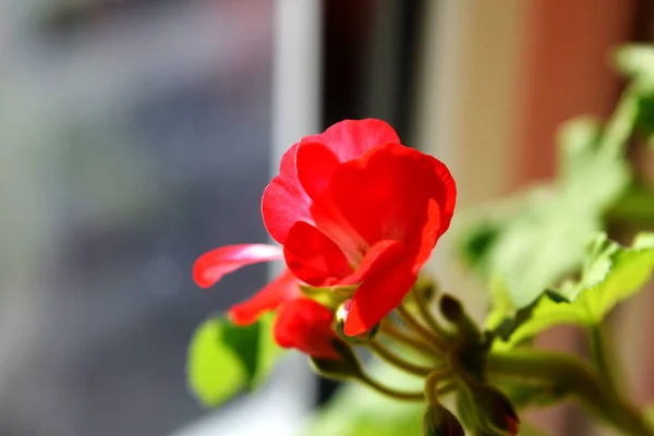 Hermosos Geranios Rojos Florecen Ventana — Foto de Stock