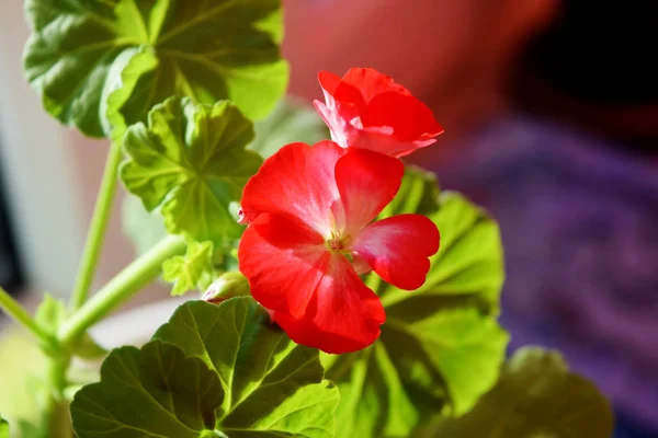 Belos Gerânios Vermelhos Florescem Janela — Fotografia de Stock