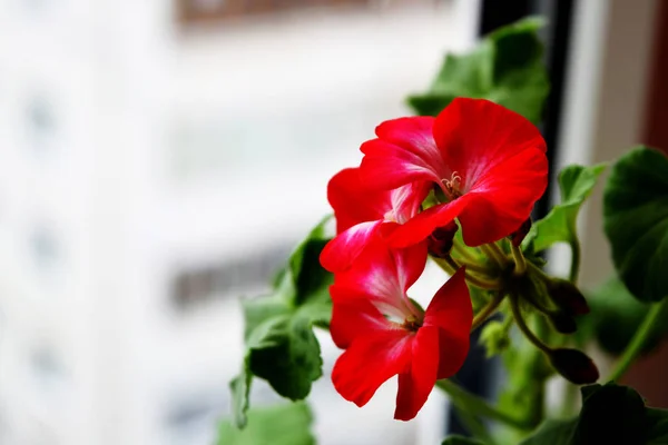 Hermosos Geranios Rojos Florecen Ventana —  Fotos de Stock