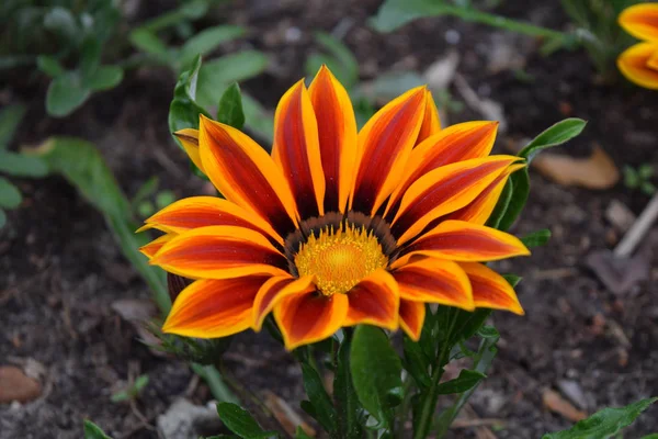 Primo Piano Gazania Fiore Margherita Africana Giardino — Foto Stock