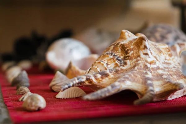 Beautiful Seashells Many Different Seashells Piled Together — Stock Photo, Image