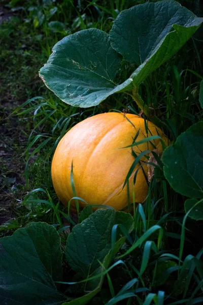 Orange pumpkins growing in the garden. Pumpkin growing in a garden waiting to become a jack o lantern for Halloween.
