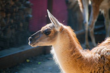 Kahverengi ve beyaz Lama. Kahverengi ve beyaz Lama'nın baş resmi kapatın.
