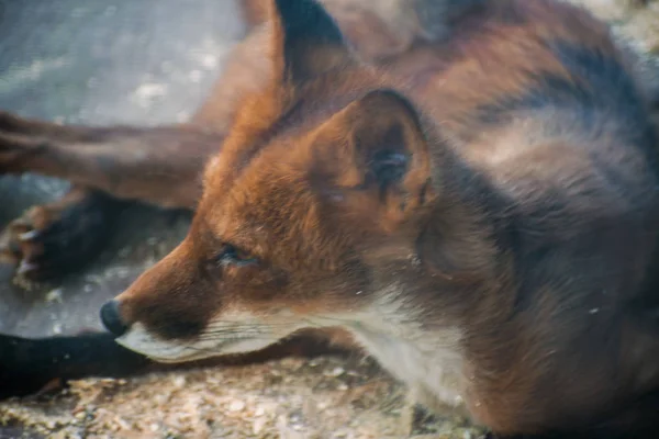 Eyes Red European Fox Gros Plan Renard Roux — Photo